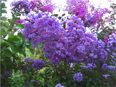 Lilas des Indes 'Black Solitaire Purely purple'