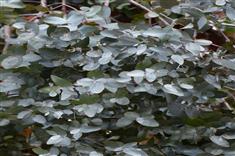 Eucalyptus 'France Bleu'