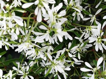 Euphorbe 'Diamond Star'